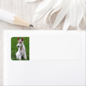 Étiquette fil fox terrier assis (En situation)