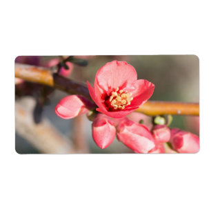 Étiquette Fleur de printemps