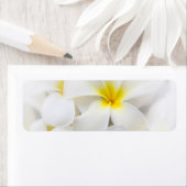 Étiquette Fleur Frangipani Plumeria blanche Fleurs florales (En situation)