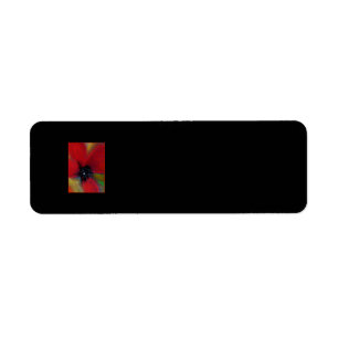 Étiquette Fleur rouge, pavot