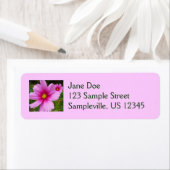 Étiquette Fleurs de Cosmos Rose Fleur Sauvage (En situation)