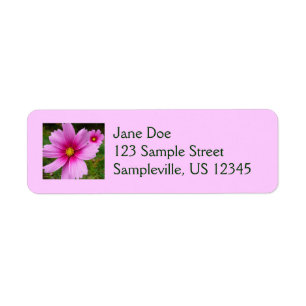 Étiquette Fleurs de Cosmos Rose Fleur Sauvage
