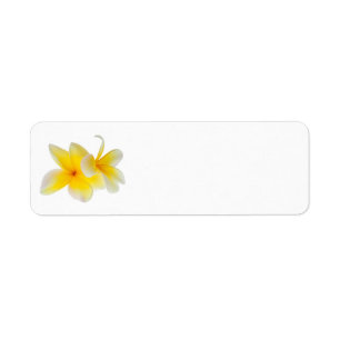 Étiquette Fleurs de la plumeria Frangipani jaune blanc hawa