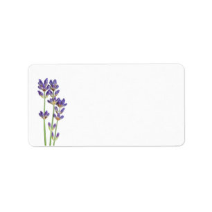 Étiquette Fleurs de lavande d'isolement sur l'arrière - pla