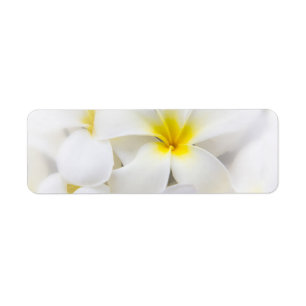 Étiquette Fleurs florales de Plumeria de Frangipani blanc de