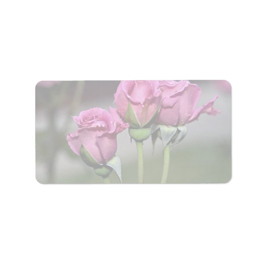 Étiquette Floribunda 'Angel Face' Roses (Devant)