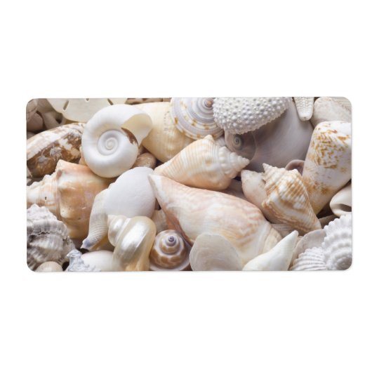 Étiquette Florida Sea Shell Arrière - plan - Beach Shells Cu (Devant)