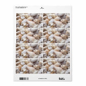 Étiquette Florida Sea Shell Arrière - plan - Beach Shells Cu (Feuille entière)