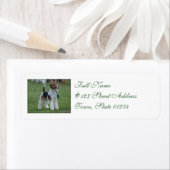 Étiquette Fox Terrier (En situation)