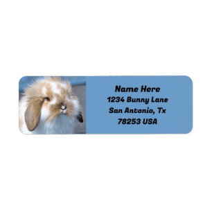 Étiquette Fuzzy Holland Mini Nwarf Lop Bunny Adresse de reto
