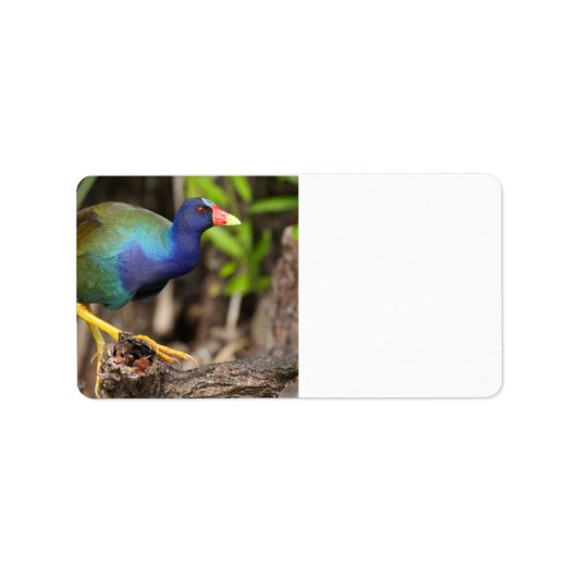 Étiquette gallinule violette (Devant)