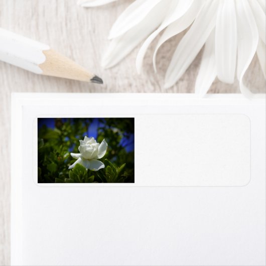 Étiquette Gardenia (En situation)