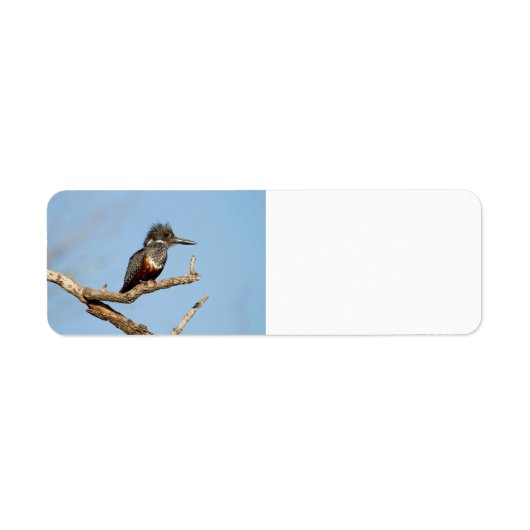 Étiquette Giant Kingfisher (Devant)
