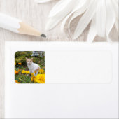 Étiquette Ginger cat (En situation)