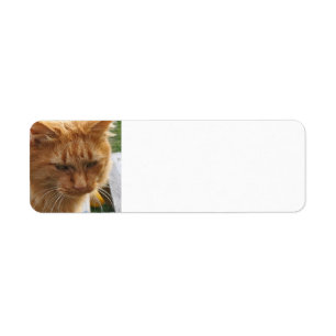 Étiquette Ginger cat