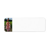 Étiquette Gladiolus (Devant)