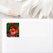 Étiquette Gladiolus (En situation)