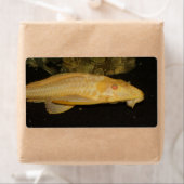 Étiquette Glyptoperichthys gibbiceps (En situation)
