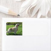 Étiquette golden retriever addy lables (En situation)