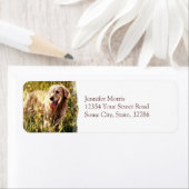 Étiquette Golden Retriever Chien (En situation)