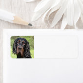 Étiquette gordon setter.png (En situation)