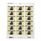 Étiquette Grand beau Rottweiler (Feuille entière)