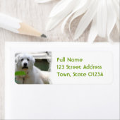 Étiquette Grand Blanc Pyrénées Chien Retourner Adresse Étiqu (En situation)