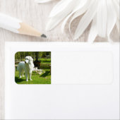 Étiquette grande pyrénées plein 2 (En situation)