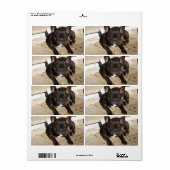 Étiquette Grouchy French Bulldog (Feuille entière)
