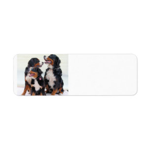 Étiquette groupe de chien de montagne bernese