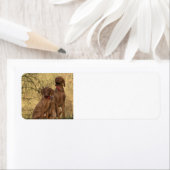 Étiquette groupe vizsla séance deuxième (En situation)