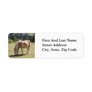 Étiquette Haflinger Palomino Pony en été Pony Photo