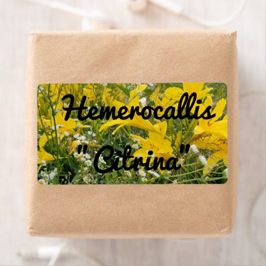 ÉTIQUETTE HEMÉROCALLIS CITRINA (En situation)
