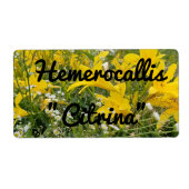 ÉTIQUETTE HEMÉROCALLIS CITRINA (Devant)