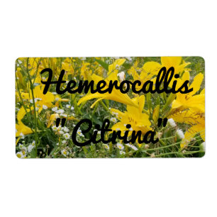 ÉTIQUETTE HEMEROCALLIS CITRINA LABEL