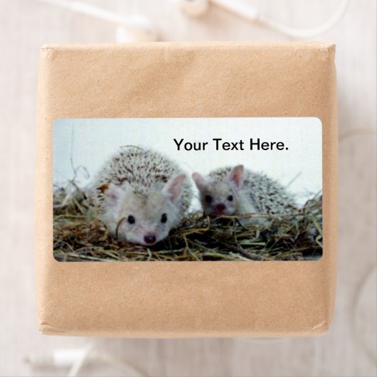 Étiquette Hérisson comme animal de compagnie (En situation)