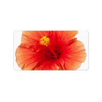 Hibiscus jaune orange Fleur tropicale hawaïenne