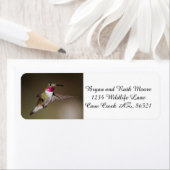 Étiquette Homme Broad - colibri à queue (En situation)