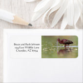 Étiquette Ibis dans les étangs (En situation)