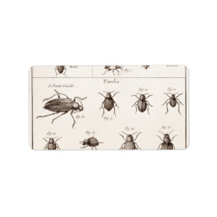 Étiquette Illustration vintage de scarabées d'insectes