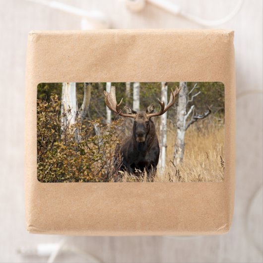 Étiquette Impressionnant orignal (En situation)