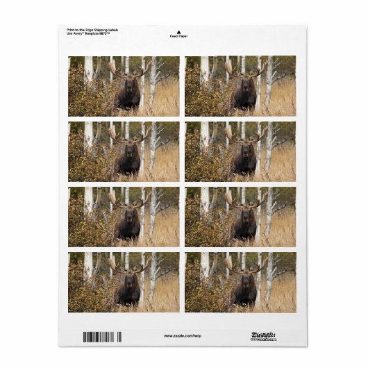 Étiquette Impressionnant orignal (Feuille entière)