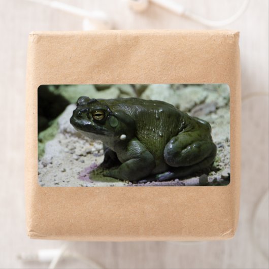 Étiquette Incilius alvarius (En situation)