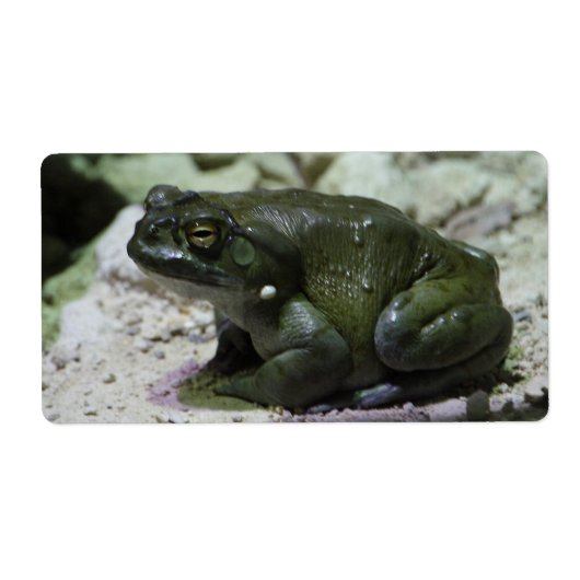 Étiquette Incilius alvarius (Devant)