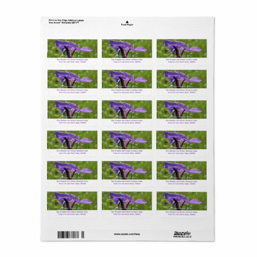 Étiquette Iris sauvage, Iris setosa (Feuille entière)