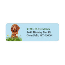 Irish Setter Puppy Daffodil Garden Adresse de reto