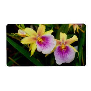 Étiquette Jaune rose violet Miltonia Sunset Orchidées