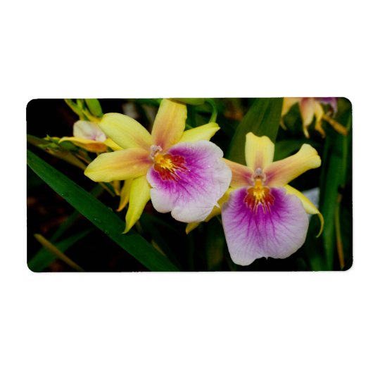 Étiquette Jaune rose violet Miltonia Sunset Orchidées (Devant)