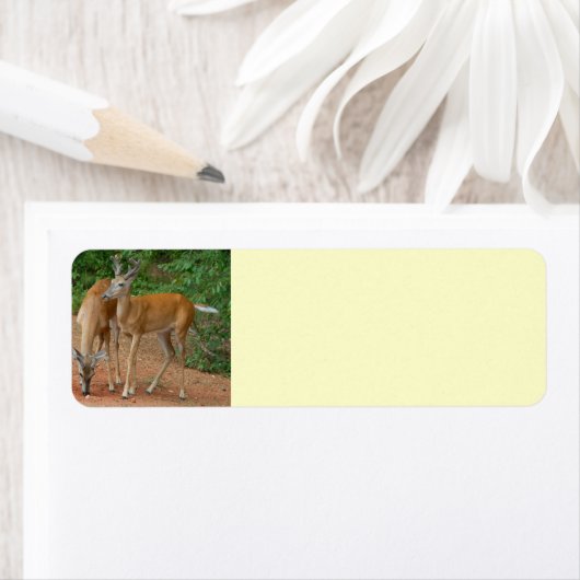 Étiquette jeune cerf (En situation)