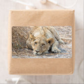 Étiquette Jeune lion (En situation)
